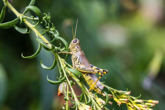 differential grasshopper Melanoplus differentialis pest herringbone pattern hind legs on golden rod plant autumn colors