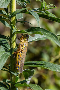 differential grasshopper Melanoplus differentialis pest herringbone pattern hind legs on green plant