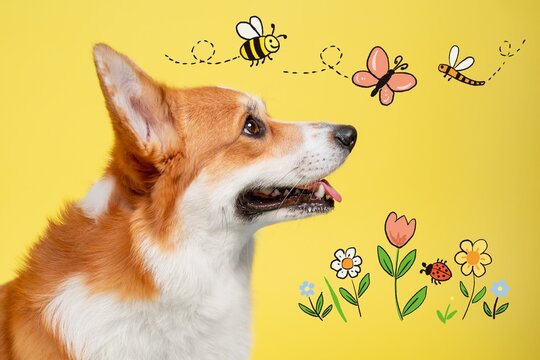 A corgi dog in profile watches doodled bees, a butterfly and flowers against a bright yellow background, a playful concept of springtime curiosity.