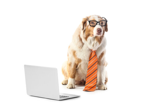 Funny business Australian Shepherd dog with tie, eyeglasses and modern laptop on white background