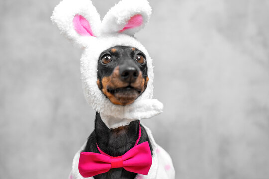 A black and tan dachshund dog wears a fluffy white rabbit hood with pink lining and a bright pink bow tie against a soft grey wall, an idea of springtime pet fashion retail and gift marketing.