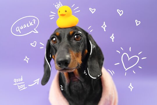 A black and tan dachshund dog held in a towel balances a small rubber duck wearing a crown on its head, surrounded by playful doodle hearts and speech bubbles on a purple backdrop, a concept of pet.
