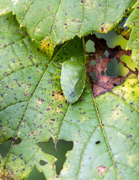green stinkbug blending in with autumn leaves