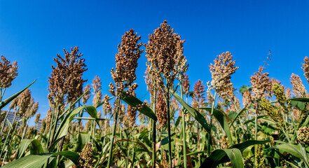 Obraz premium Sorghum panicles against a blue sky in China - sorghum crop detail