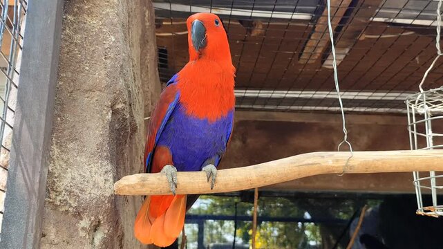 Nuri Bayan (Eclectus roratus). A female eclectus parrot with red plumage perches on a branch inside the cage. A type of bird classified as rare, possessing beautiful and lovely plumage. found in zoos 
