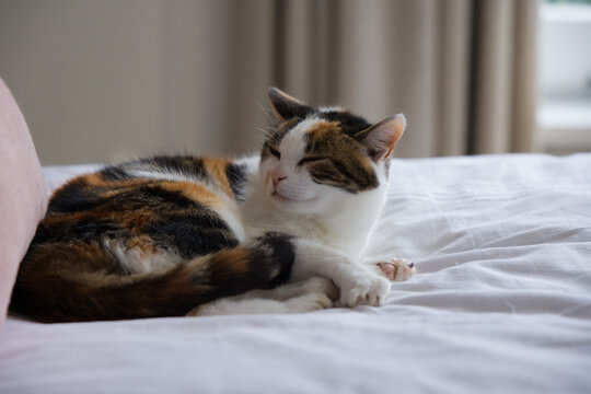 Calico cat is resting curled up on light-colored bed sheets near window, pale pink cushion visible