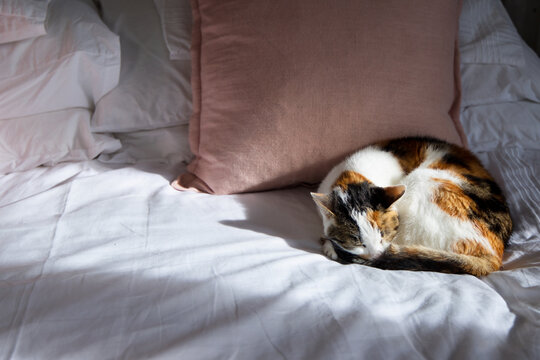 Calico cat is sleeping curled on bed with white sheets near right side, blush-pink pillow nearby