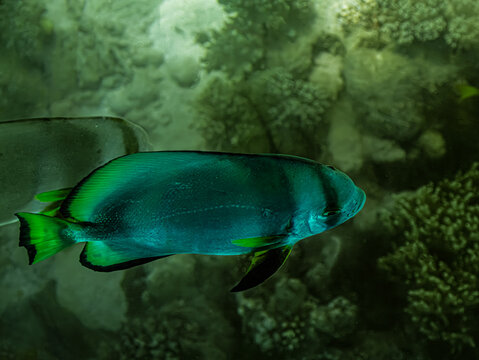 Bat Fish Cruising Above The Coral