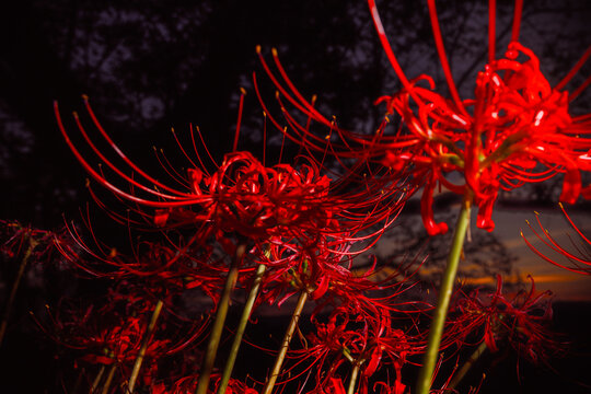 Vibrant Red Spider Lilies Blooming in the Dark