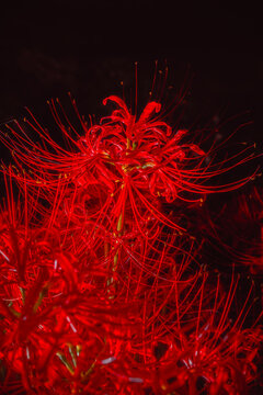 Vibrant Red Spider Lilies Blooming in the Dark