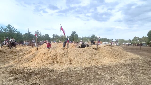 Cauguenes Province, Chile &ndash; Feb 2, 2026: Free‑mare threshing in rural Chile, with horses turning grain, farmers working, and an authentic atmosphere of agricultural heritage and country culture.