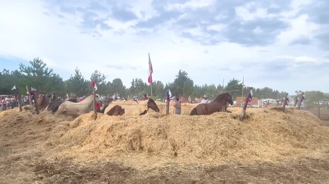 Cauguenes Province, Chile &ndash; Feb 2, 2026: Free‑mare threshing in rural Chile, with horses turning grain, farmers working, and an authentic atmosphere of agricultural heritage and country culture.