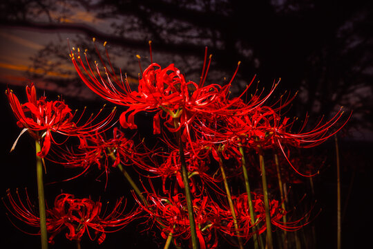Vibrant Red Spider Lilies Blooming in the Dark