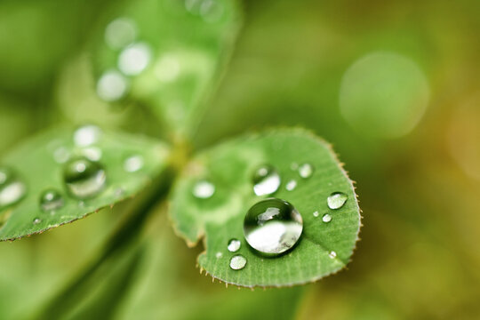 water drops on green leaf