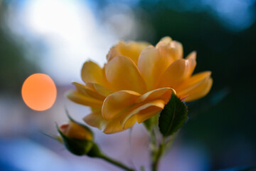 Fototapeta premium yellow flower on blue sky