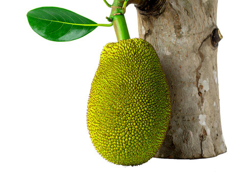 Fresh jackfruit whole fruit hanging on tree trunk with spiky green skin, PNG file with transparent background