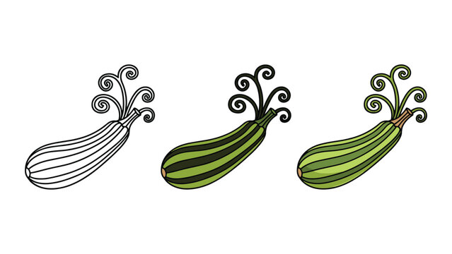 Fresh zucchini vegetable vector illustration set
