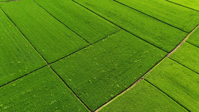 Aerial Video of Parallel Long Strip Green Paddy Fields with Narrow Ridges