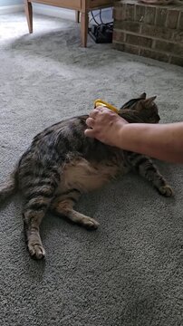 Cute cat getting brushed with undercoat deshedding tool and being playful vertical video
