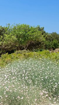 Vertical video of Juniper on Kedrodasos beach with cushions of Splendid Bindweed. Crete, Greece