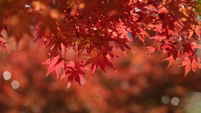 風に揺れる紅葉を撮影した4Kスローモーション動画