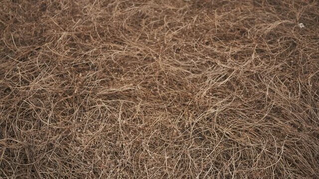 Beige Dried Grass Background
