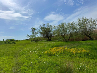 A picturesque green meadow with wildflowers buttercups and willows trees in spring. © OLENA LIALINA