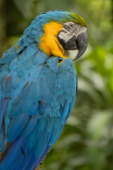 blue and yellow macaw © Camilo Peláez