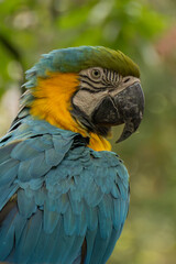 blue and yellow macaw ara © Camilo Peláez