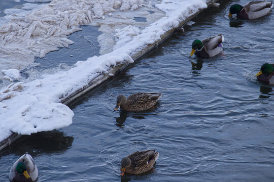 Mallard Ducks in the River