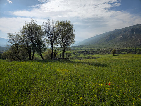 A cluster of trees stands beside a wildflower meadow with a hint of red poppies, overlooking a distant mountain valley beneath a partly cloudy spring sky.
📍 Marivan, Kurdistan, Iran 