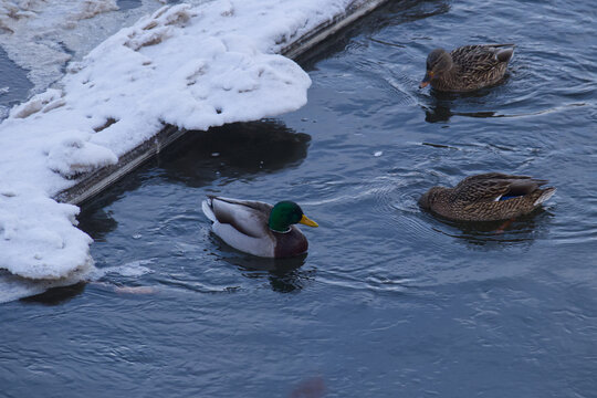 Mallard Ducks in the River