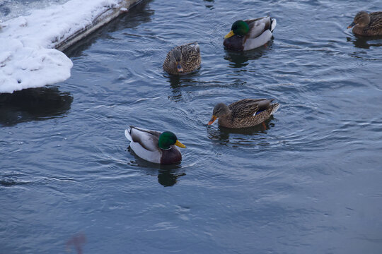 Mallard Ducks in the River
