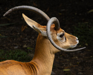 impala antelope portrait © Camilo Peláez