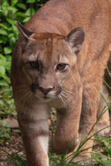 portrait of a puma © Camilo Peláez