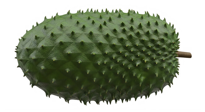 Green soursop fruit whole with sharp spikes natural exotic tropical food.