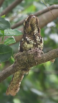 Camouflaged Frogmouth bird resting on its nest on a tree branch looking upwards in a wild tropical forest environment