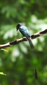 Greater Racket-tailed Drongo bird with distinctive long tail feathers perched on a bare wood branch against a lush green forest background