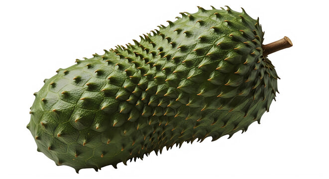 Green soursop fruit elongated with soft spikes texture natural exotic food.