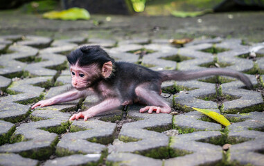 A baby macaque takes its first steps on a pathway in the monkey forest of Ubud in Bali in Indonesia © xXx_Dog_Lover_xXx