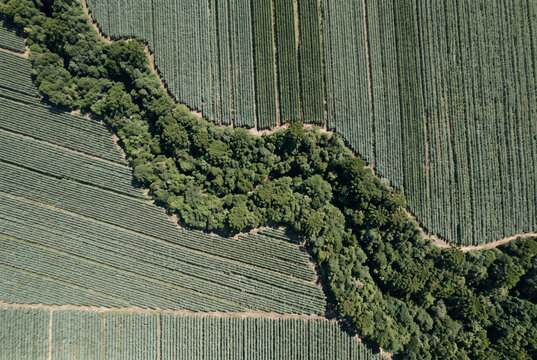 Aerial view of native forest corridor between eucalyptus plantations