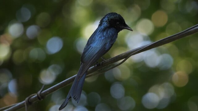 Drongos asian bird