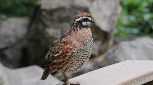 Bob quail