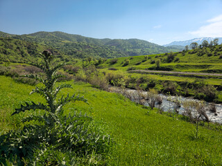 A tall wild thistle stands over a lush green meadow, framing a flowing stream that winds through rolling hills toward snow-capped distant peaks. 📍 Marivan, Kurdistan, Iran  © Hawraman83