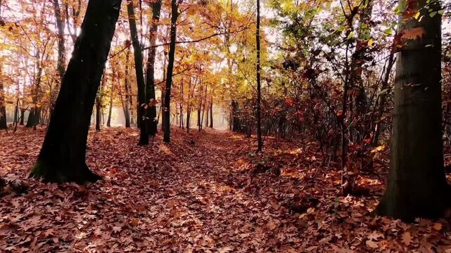 A beautiful view of a forest path in autumn. The ground winding among the trees is blanketed in a thick carpet of dry, orange and brown leaves. 