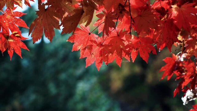 The beauty of bright red maple leaves in autumn. These maple leaves sway gently in the breeze against a blurred (bokeh) background of trees.