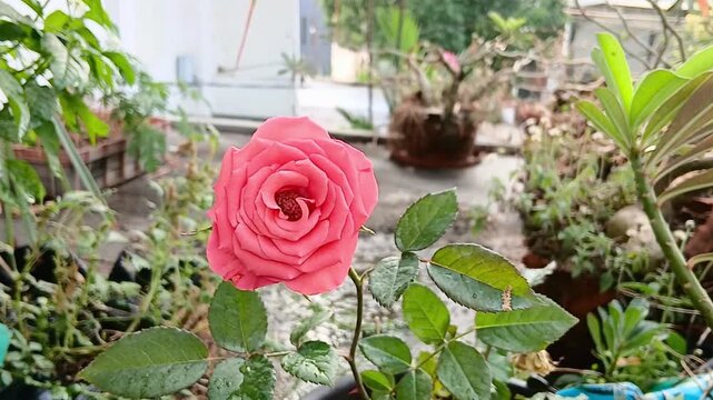 Beautiful Red Rose Flower Blooming on a Rose Plant in the Garden