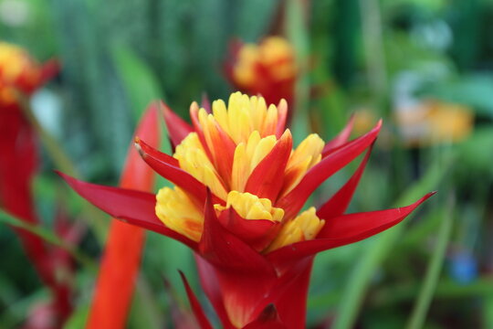 Guzmania conifera hybrid