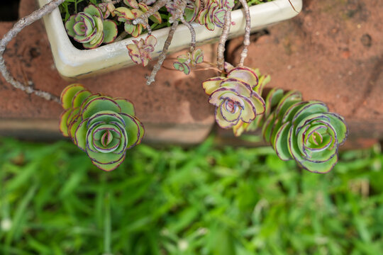 Beautiful succulent plant in pot for decoration in work space, select and soft focus.