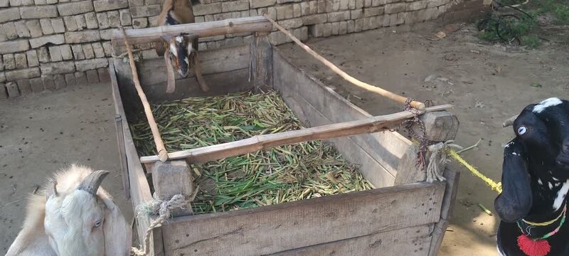 Goats eating fodder in wooden trough at rural farm in Punjab Pakistan
